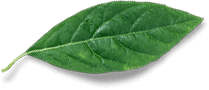 leaf free img