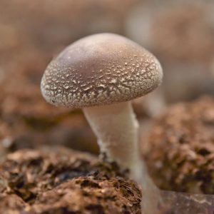 香菇_Shiitake mushroom